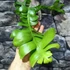 Kép 4/14 - Epiphyllum chrysocardium 'Fishbone'