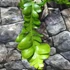 Kép 6/14 - Epiphyllum chrysocardium 'Fishbone'