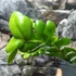 Kép 10/14 - Epiphyllum chrysocardium 'Fishbone'