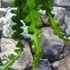 Kép 3/8 - Epiphyllum anguliger