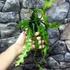 Kép 4/8 - Epiphyllum anguliger