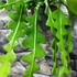 Kép 5/8 - Epiphyllum anguliger