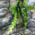 Kép 7/8 - Epiphyllum anguliger