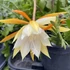 Kép 1/8 - Epiphyllum anguliger