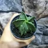 Kép 4/10 - Astrophytum myriostigma "Fukuryu"