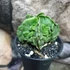 Kép 5/10 - Astrophytum myriostigma "Fukuryu"
