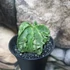 Kép 6/10 - Astrophytum myriostigma "Fukuryu"