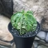 Kép 1/10 - Astrophytum myriostigma "Fukuryu"