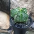 Kép 8/10 - Astrophytum myriostigma "Fukuryu"