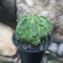 Kép 9/10 - Astrophytum myriostigma "Fukuryu"