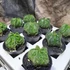 Kép 2/10 - Astrophytum myriostigma "Fukuryu"