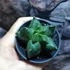 Kép 3/9 - Astrophytum Myriostigma "Kikko"