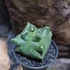 Kép 4/9 - Astrophytum Myriostigma "Kikko"