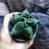Kép 6/9 - Astrophytum Myriostigma "Kikko"