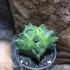 Kép 7/9 - Astrophytum Myriostigma "Kikko"