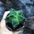 Kép 8/9 - Astrophytum Myriostigma "Kikko"