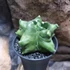 Kép 9/9 - Astrophytum Myriostigma "Kikko"