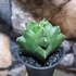 Kép 2/9 - Astrophytum Myriostigma "Kikko"