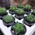 Kép 1/9 - Astrophytum Myriostigma "Kikko"