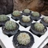 Kép 2/10 - Astrophytum Asterias "Super Kabuto"