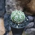 Kép 10/10 - Astrophytum Asterias "Super Kabuto"