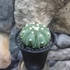 Kép 3/5 - Astrophytum Asterias "Fukuryu"