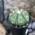 Kép 2/5 - Astrophytum Asterias "Fukuryu"
