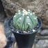 Kép 4/5 - Astrophytum Asterias "Fukuryu"