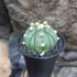 Kép 5/5 - Astrophytum Asterias "Fukuryu"
