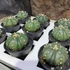 Kép 1/5 - Astrophytum Asterias "Fukuryu"