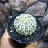 Kép 2/8 - Astrophytum Asterias