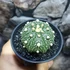Kép 6/8 - Astrophytum Asterias