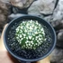 Kép 7/8 - Astrophytum Asterias
