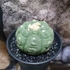 Kép 7/8 - Astrophytum Asterias " Kikko Lizards"