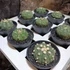 Kép 2/8 - Astrophytum Asterias " Kikko Lizards"