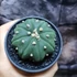 Kép 2/9 - Astrophytum Asterias "Nudum Starshape"