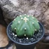 Kép 3/9 - Astrophytum Asterias "Nudum Starshape"