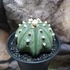 Kép 4/9 - Astrophytum Asterias "Nudum Starshape"