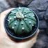 Kép 1/9 - Astrophytum Asterias "Nudum Starshape"
