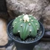 Kép 5/9 - Astrophytum Asterias "Nudum Starshape"
