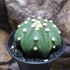 Kép 6/9 - Astrophytum Asterias "Nudum Starshape"