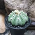 Kép 7/9 - Astrophytum Asterias "Nudum Starshape"