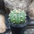 Kép 8/9 - Astrophytum Asterias "Nudum Starshape"