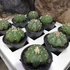 Kép 9/9 - Astrophytum Asterias "Nudum Starshape"