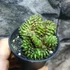 Kép 7/8 - Gymnocactus Spineless "Crested"