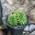 Kép 8/8 - Gymnocactus Spineless "Crested"