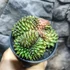 Kép 1/8 - Gymnocactus Spineless "Crested"