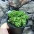 Kép 4/8 - Gymnocactus Spineless "Crested"