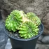 Kép 4/8 - Gymno Spineless