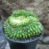 Kép 6/8 - Gymno Spineless